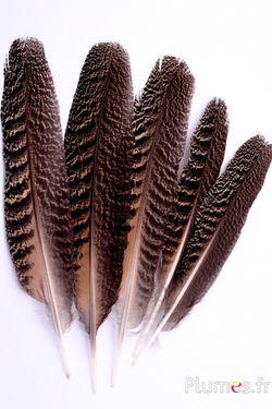 Paon bleu - 22-26 cm - brun naturel